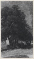 «Το δένδρο» κάρβουνο σε χαρτί, 99,5 Χ 55,5 εκ., αρ. κτ. 956