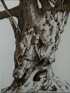 Ελιά τιμημένη, 2014, σινική μελάνη σε πανί, 80 Χ 60 εκ., αρ. κτ. 4717